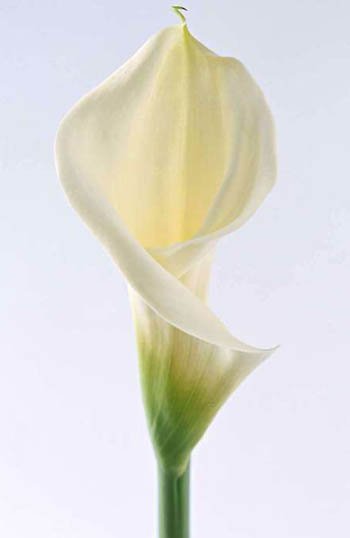 10����ʳ�����Ŷ���ο�����