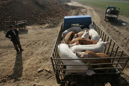 触目惊心的“瘦肉精”案