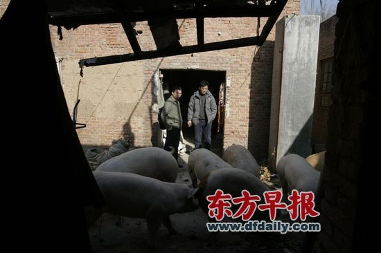 触目惊心的“瘦肉精”案