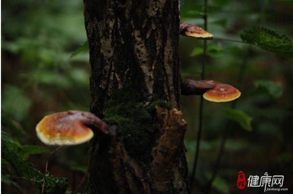 哪里的灵芝好 新先灵芝谈灵芝产地