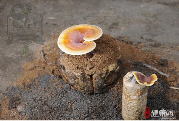 哪里的灵芝好 新先灵芝谈灵芝产地