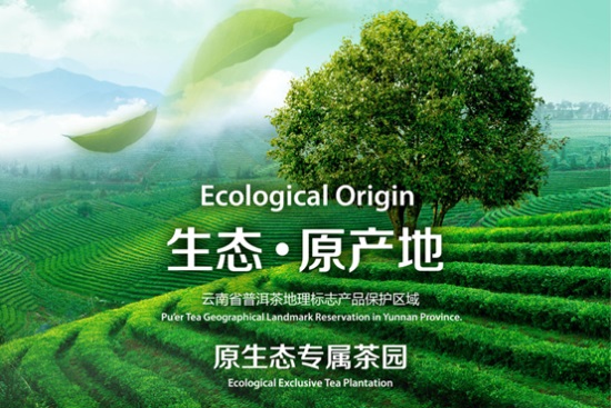 帝泊洱:走向世界的中国普洱