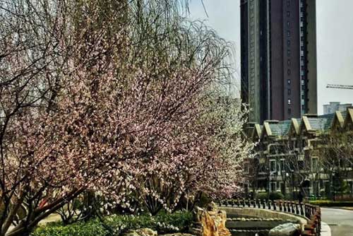香河大爱城丨大爱美好社区:走过四季,钟爱阳春